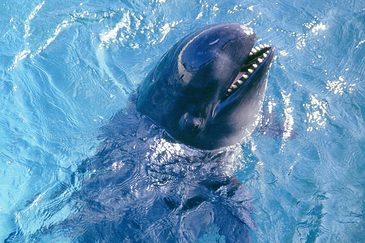 Sea Life Park Hawaii - Gallery Image 3